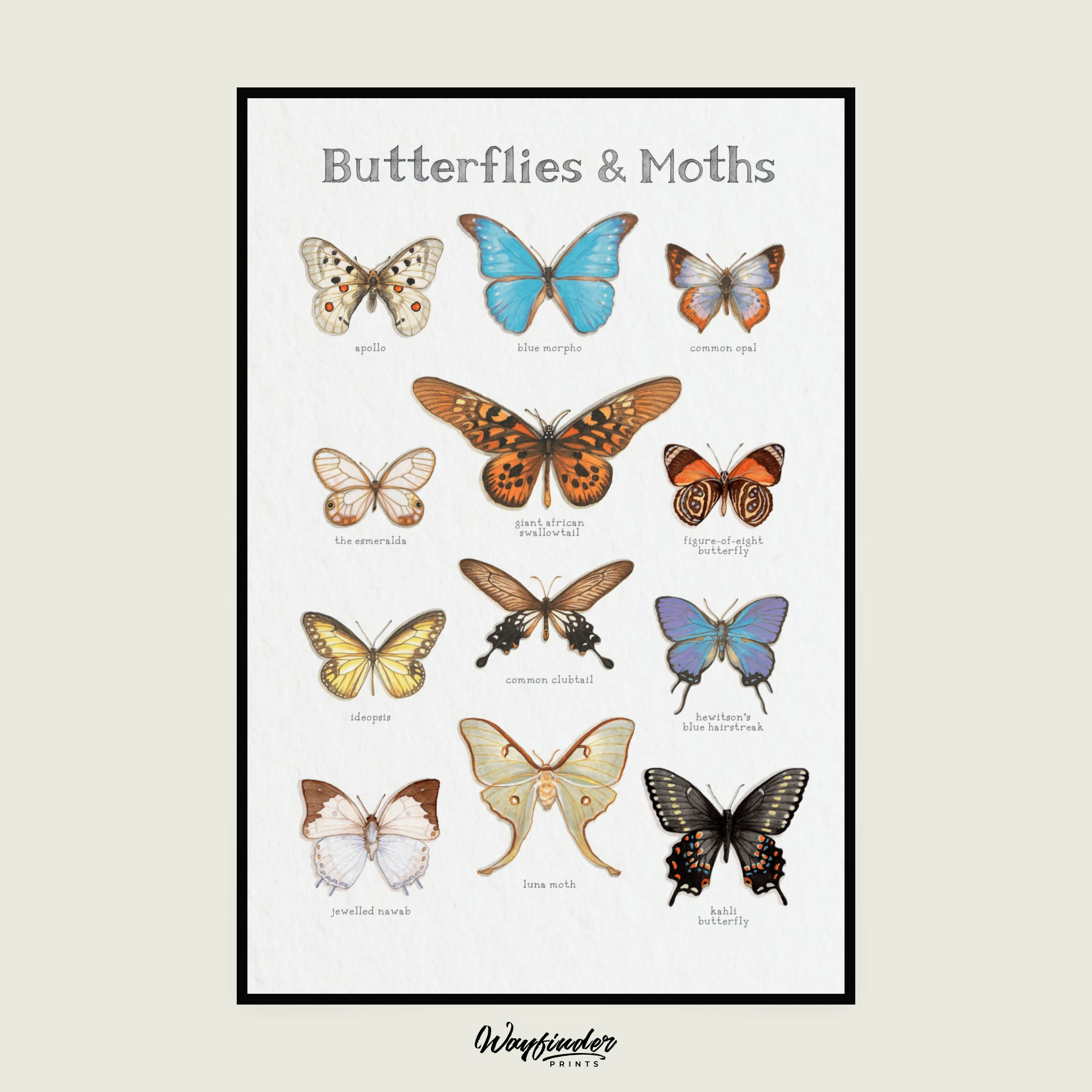 Butterflies & Moths