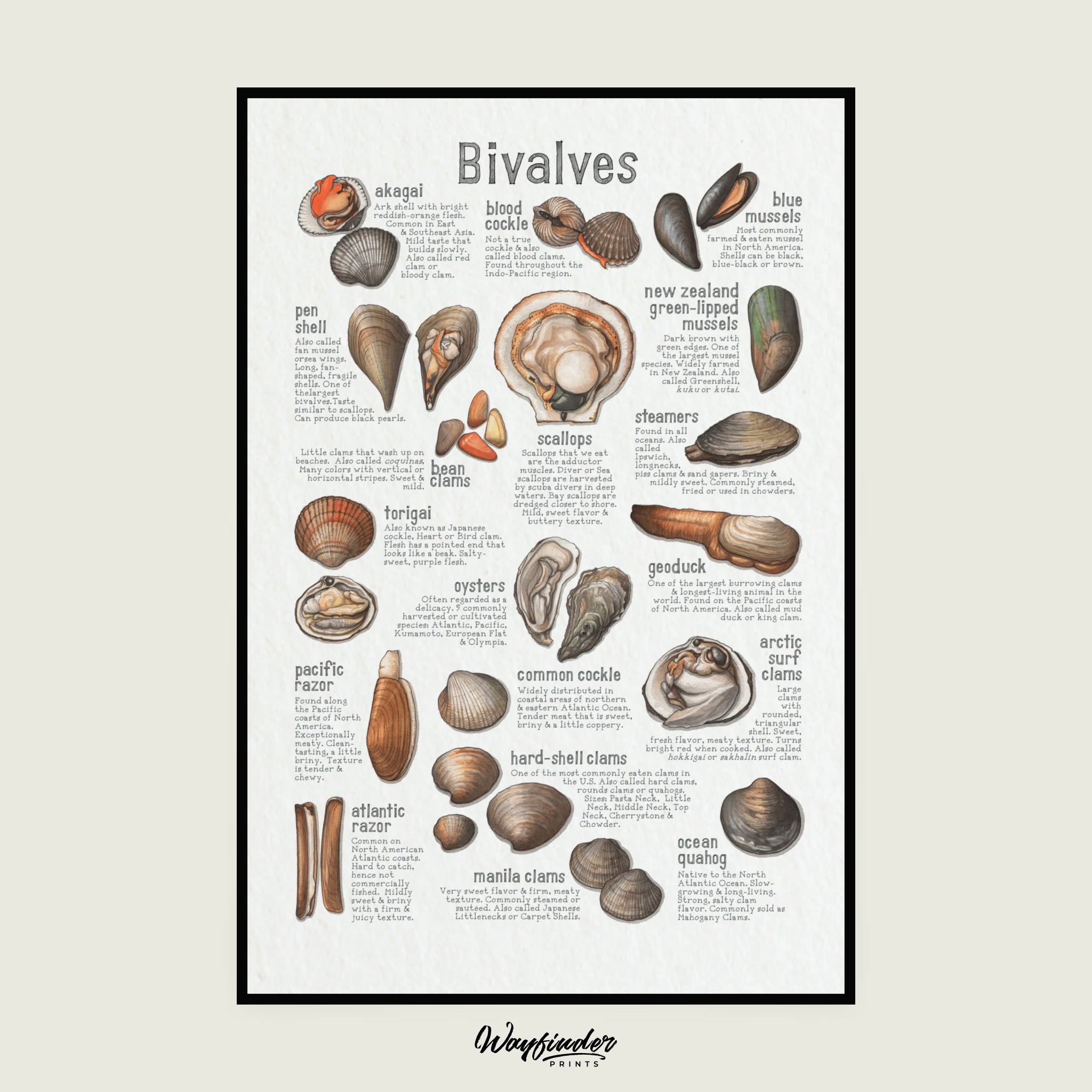 Bivalves