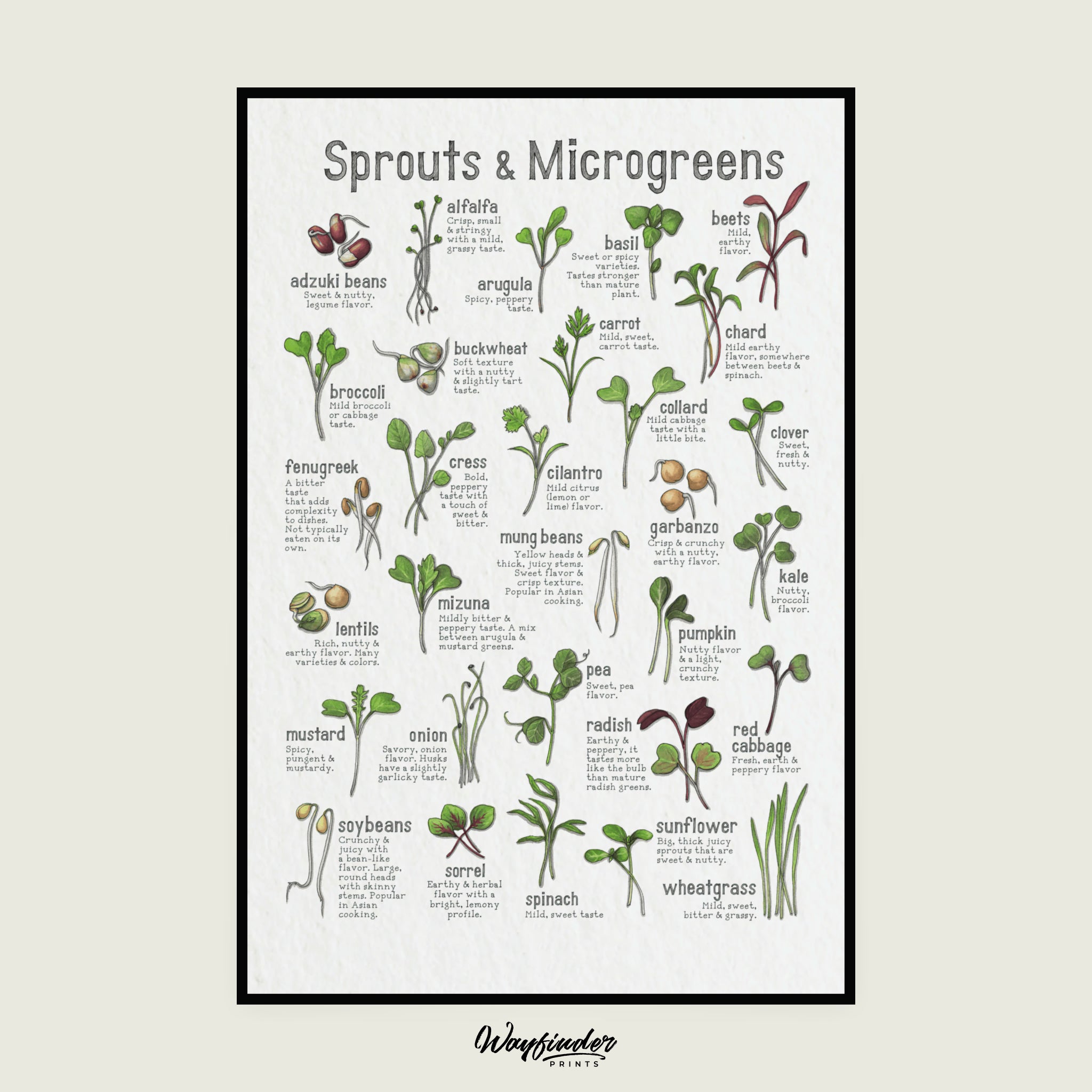 Sprouts & Microgreens